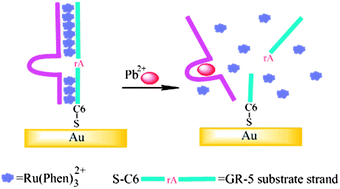 Graphical abstract: Electrochemiluminescent lead biosensor based on GR-5 lead-dependent DNAzyme for Ru(phen)32+ intercalation and lead recognition