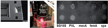 Graphical abstract: Identification of methicillin-resistant Staphylococcus aureus using an integrated and modular microfluidic system