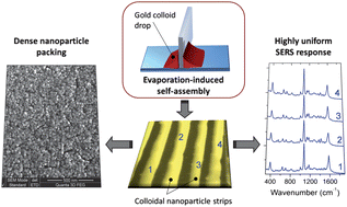 Graphical abstract: Reliable plasmonic substrates for bioanalytical SERS applications easily prepared by convective assembly of gold nanocolloids