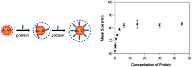 Graphical abstract: Monitoring gold nanoparticle conjugation and analysis of biomolecular binding with nanoparticle tracking analysis (NTA) and dynamic light scattering (DLS)