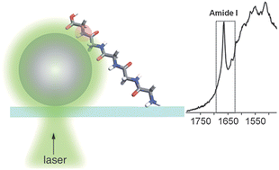 Graphical abstract: Amide I vibrational mode suppression in surface (SERS) and tip (TERS) enhanced Raman spectra of protein specimens