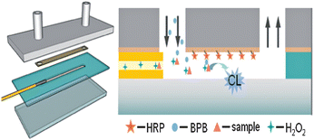 Graphical abstract: A novel enzyme-immobilized flow cell used as end-column chemiluminescent detection interface in open-tubular capillary electrochromatography
