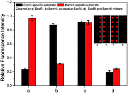 Graphical abstract: Microarray-based fluorescence assay of endonuclease functionality and inhibition