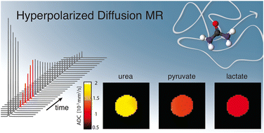 Graphical abstract: Diffusion MR of hyperpolarized 13C molecules in solution