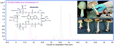 Graphical abstract: Application of liquid chromatography coupled to time-of-flight mass spectrometry separation for rapid assessment of toxins in Amanita mushrooms