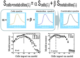 Graphical abstract: Extracellular metabolites play a dominant role in near-infrared spectroscopic quantification of bacteria at food-safety level concentrations