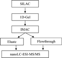 Graphical abstract: Qualitative and quantitative analysis of phosphopeptides with immobilized metal ion affinity chromatography enrichment, stable isotope labeling by amino acids in cell culture and nano-liquid chromatography-tandem mass spectrometry