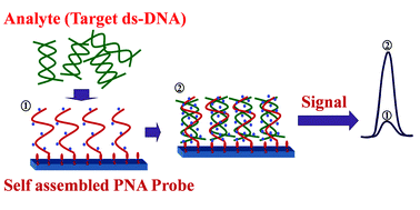 Graphical abstract: An electrochemical approach for direct detection and discrimination of fully match and single base mismatch double-stranded oligonucleotides corresponding to universal region of hepatitis C virus