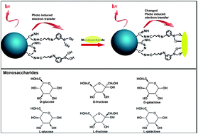 Graphical abstract: Fluorescent boronic acid-modified polymer nanoparticles for enantioselective monosaccharide detection