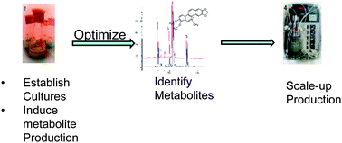 Graphical abstract: Application of an integrated LC-UV-MS-NMR platform to the identification of secondary metabolites from cell cultures: benzophenanthridine alkaloids from elicited Eschscholzia californica (california poppy) cell cultures