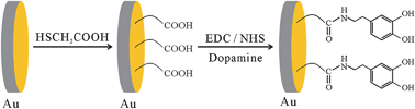 Graphical abstract: Discrimination of dopamine from ascorbic acid and uric acid on thioglycolic acid modified gold electrode