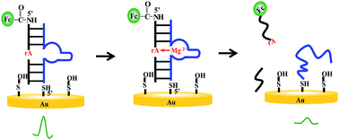 Graphical abstract: Determination of magnesium ion in serum samples by a DNAzyme-based electrochemical biosensor