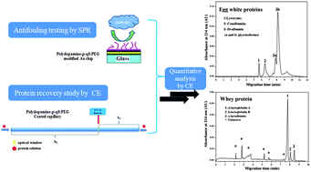 Graphical abstract: Polydopamine-graft-PEG antifouling coating for quantitative analysis of food proteins by CE