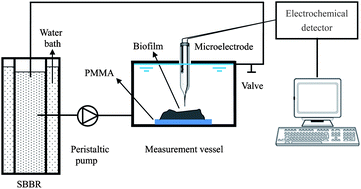 Graphical abstract: Development of an in situ dissolved oxygen measurement system and calculation of its effective diffusion coefficient in a biofilm