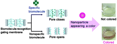 Graphical abstract: Conversion of a molecular signal into a visual color based on the permeation of nanoparticles through a biomolecule-recognition gating membrane