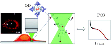 Graphical abstract: Bovine serum albumin-coated quantum dots as a cytoplasmic viscosity probe in a single living cell