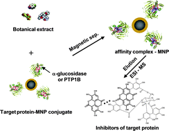 Graphical abstract: Identification of enzyme inhibitors using therapeutic target protein–magnetic nanoparticle conjugates