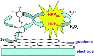 Graphical abstract: An enzymatic amplified system for the detection of 2,4-dichlorophenol based on graphene membrane modified electrode
