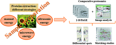 Graphical abstract: Sample preparation focusing on plant proteomics: extraction, evaluation and identification of proteins from sunflower seeds