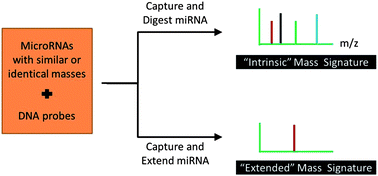 Graphical abstract: Creating mass signatures for the detection of microRNA