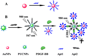 Graphical abstract: Fluorescence resonance energy transfer aptasensor for platelet-derived growth factor detection based on upconversion nanoparticles in 30% blood serum