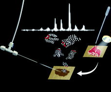 Graphical abstract: Intact triacylglycerol profiles of fats and meats via thermal imprinting easy ambient sonic-spray ionization mass spectrometry