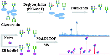 Graphical abstract: Chemical derivatization with a polycyclic aromatic hydrocarbon for highly sensitive detection of N-linked glycans using MALDI-TOF MS
