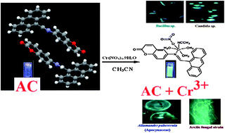 Graphical abstract: Anthracene appended coumarin derivative as a Cr(iii) selective turn-on fluorescent probe for living cell imaging: a green approach towards speciation studies