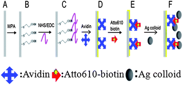 Graphical abstract: Bioidentification of biotin/avidin using surface plasmon resonance and surface-enhanced Raman scattering (SPR-SERS) spectroscopy