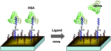 Graphical abstract: Development of a label-free competitive ligand binding assay with human serum albumin on a molecularly engineered surface plasmon resonance sensor chip