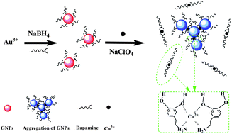 Graphical abstract: Colorimetric sensing of dopamine based on the aggregation of gold nanoparticles induced by copper ions