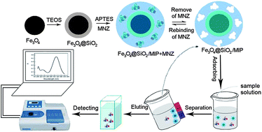 Graphical abstract: Core–shell magnetic nanoparticles with surface-imprinted polymer coating as a new adsorbent for solid phase extraction of metronidazole