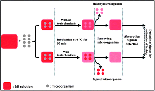 Graphical abstract: Neutral red based colorimetric microorganism bioassay for direct toxicity assessment of toxic chemicals in water