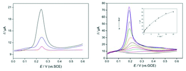 Graphical abstract: An electrochemical sensor based on a magnetic Fe3O4 nanoparticles and gold nanoparticles modified electrode for sensitive determination of trace amounts of arsenic(iii)