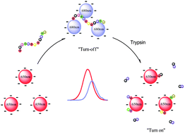 Graphical abstract: Peptide–quantum dot bioconjugates for label-free trypsin detection based on the exciton energy transfer