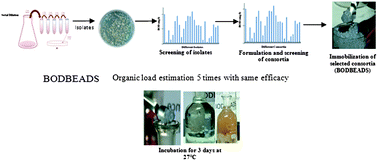 Graphical abstract: BOD beads – a ready to use seeding material for estimation of organic load of wastewater