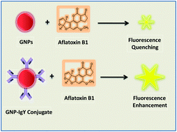 Graphical abstract: Application of green synthesis of gold nanoparticles for sensitive detection of aflatoxin B1 based on metal enhanced fluorescence