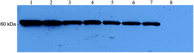 Graphical abstract: A new competitive fluorescence immunoassay for detection of Listeria monocytogenes