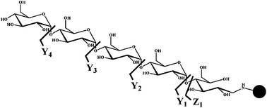 Graphical abstract: Fragmentation of chromophore labelled oligosaccharides induced by photodissociation with visible light