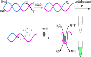 Graphical abstract: A novel DNAzyme-based colorimetric assay for the detection of hOGG1 activity with lambda exonuclease cleavage