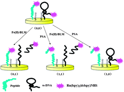 Graphical abstract: Digital electrogenerated chemiluminescence biosensor for the determination of multiple proteins based on Boolean logic gate