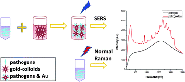 Graphical abstract: Label-free detection of the foodborne pathogens of Enterobacteriaceae by surface-enhanced Raman spectroscopy