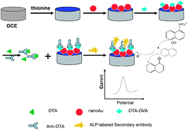 Graphical abstract: A novel electrochemical immunosensor for ochratoxin A with hapten immobilization on thionine/gold nanoparticle modified glassy carbon electrode