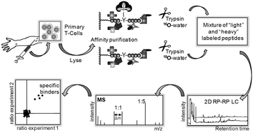 Graphical abstract: Combining enzymatic 18O-labeling and 2-D LC-MS/MS for a study of protein interactions in primary T cells