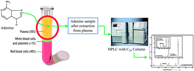 Graphical abstract: Fast HPLC analysis of adenine in human plasma using a new generation C28 column and different extraction methods