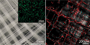 Graphical abstract: Electrospinning and additive manufacturing: converging technologies