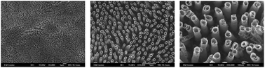 Graphical abstract: Reduced in vitro immune response on titania nanotube arrays compared to titanium surface