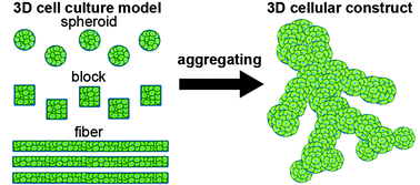 Graphical abstract: Three-dimensional cell culture based on microfluidic techniques to mimic living tissues