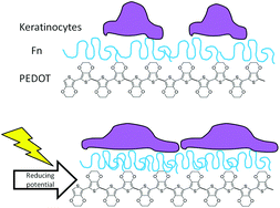 Graphical abstract: Cell attachment and proliferation on high conductivity PEDOT–glycol composites produced by vapour phase polymerisation