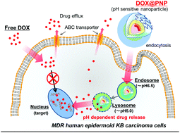 Graphical abstract: Enhanced intracellular drug delivery of pH-sensitive doxorubicin/poly(ethylene glycol)-block-poly(4-vinylbenzylphosphonate) nanoparticles in multi-drug resistant human epidermoid KB carcinoma cells